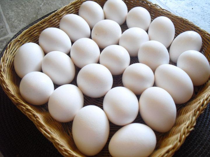  El Gobierno Dispone INESPRE Venda Tres Pesos Unidad Huevos